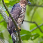 Wallace's Hawk Eagle (image by Andre Ambrose D'Penha)