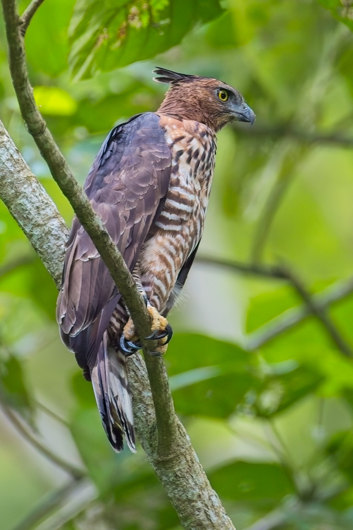 Wallace's Hawk Eagle (image by Andre Ambrose D'Penha)