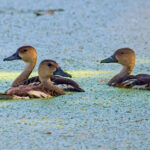 Wandering Whistling Ducks (image by Andre Ambrose D'Penha)