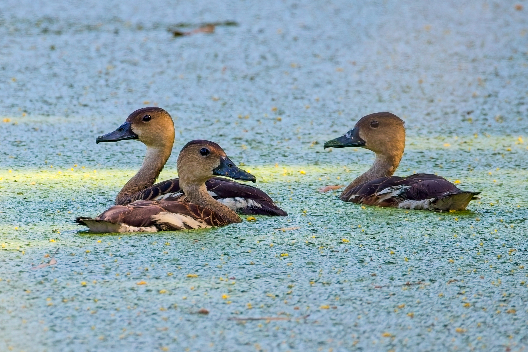 Wandering Whistling Ducks (image by Andre Ambrose D'Penha)