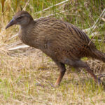 Weka (image by Nik Borrow)