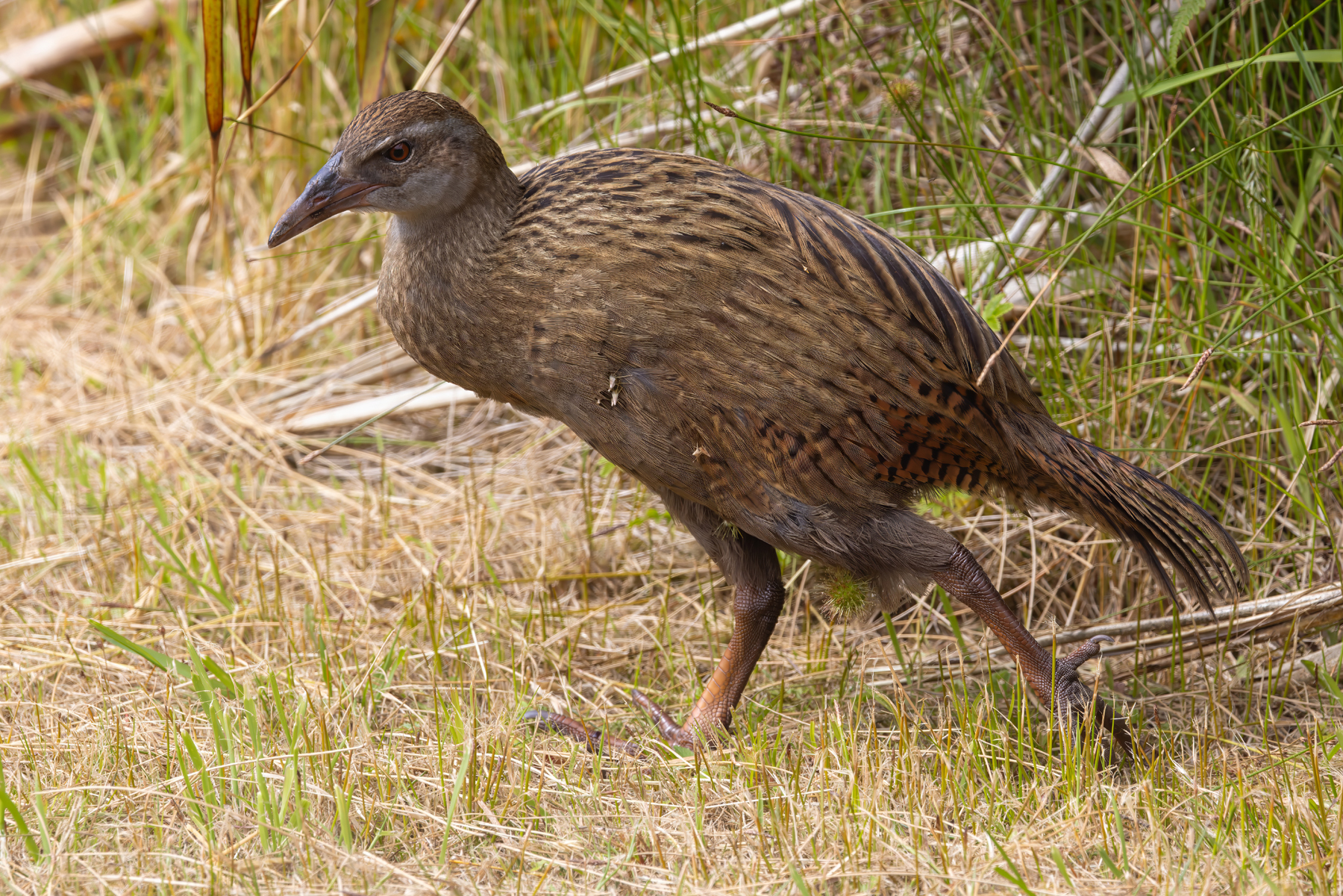 Weka (image by Nik Borrow)