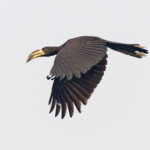 West African Pied Hornbill (image by Pete Morris)