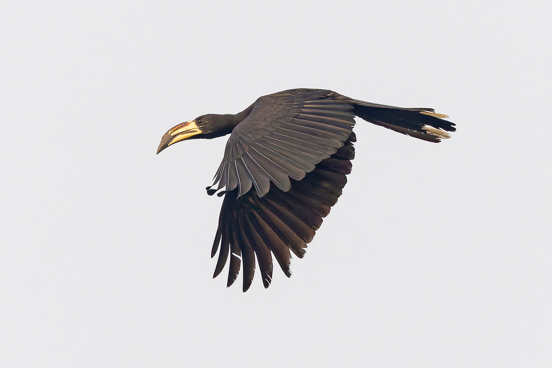 West African Pied Hornbill (image by Pete Morris)