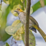 Western Nicator (image by Pete Morris)