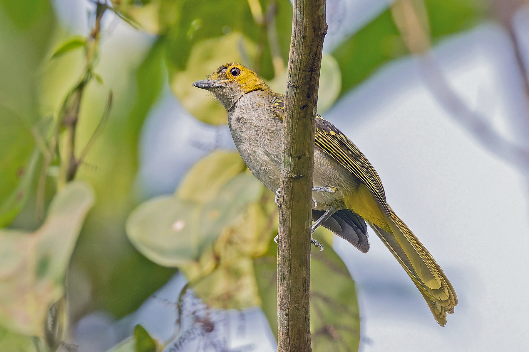 Western Nicator (image by Pete Morris)
