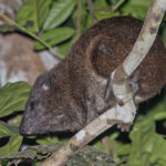 Western Tree Hyrax (image by Pete Morris)