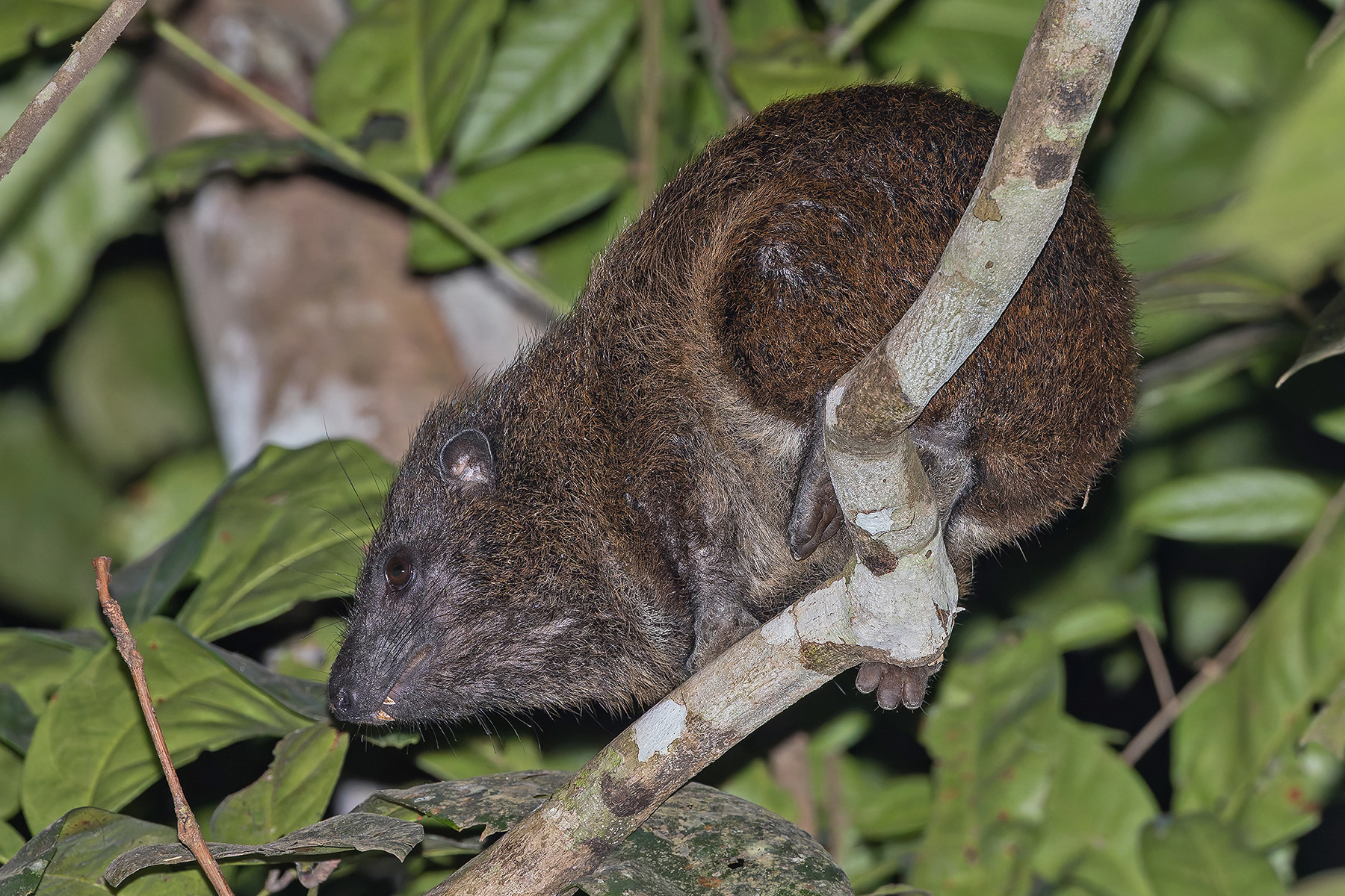 Western Tree Hyrax (image by Pete Morris)