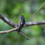 Whiskered Treeswift (image by Yeo Siew Teck)