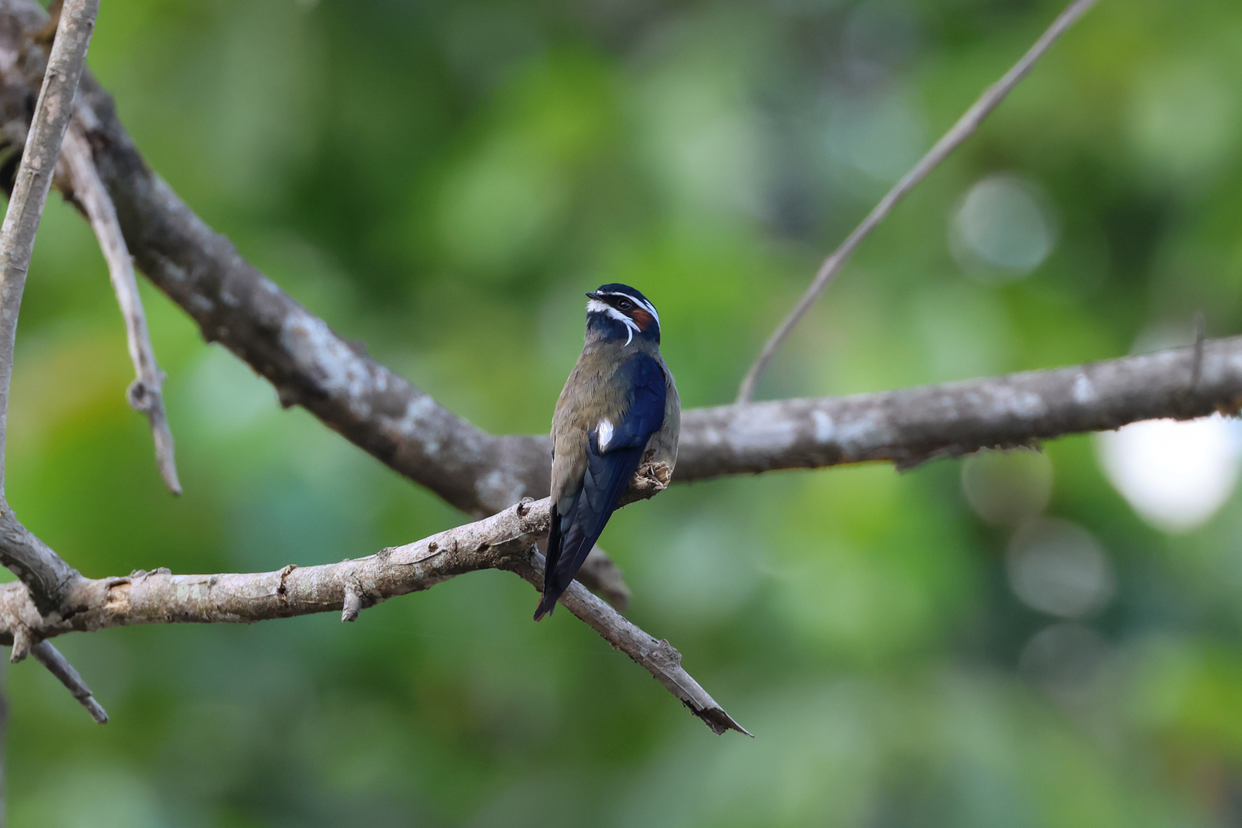 Whiskered Treeswift (image by Yeo Siew Teck)