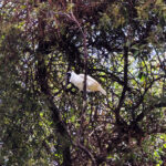 White Bellbird (image by Leo Garrigues)
