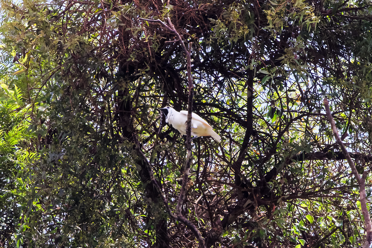White Bellbird (image by Leo Garrigues)