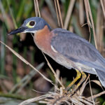 White-backed Night Heron (image by Pete Morris)