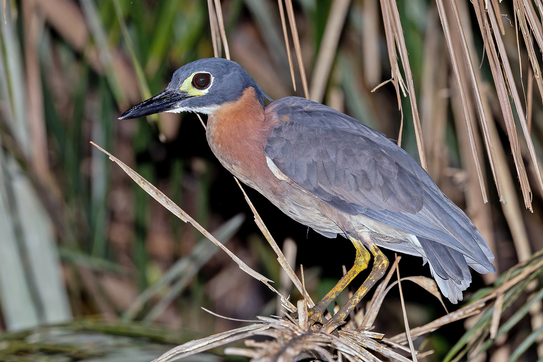 White-backed Night Heron (image by Pete Morris)