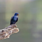 White-bibbed Swallow (image by Pete Morris)