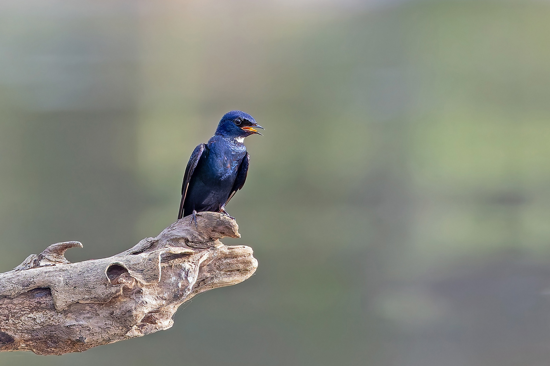 White-bibbed Swallow (image by Pete Morris)