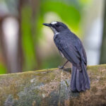 White-browed Forest Flycatcher (image by Pete Morris)