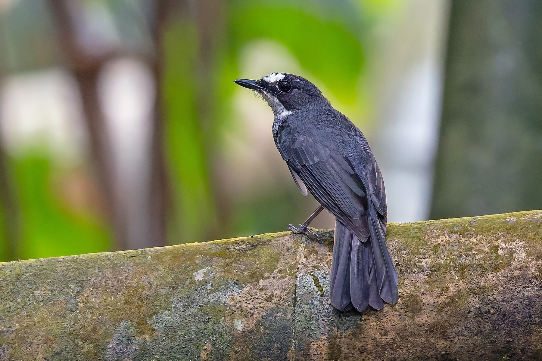 White-browed Forest Flycatcher (image by Pete Morris)