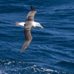 White-capped Albatross (image by Nik Borrow)