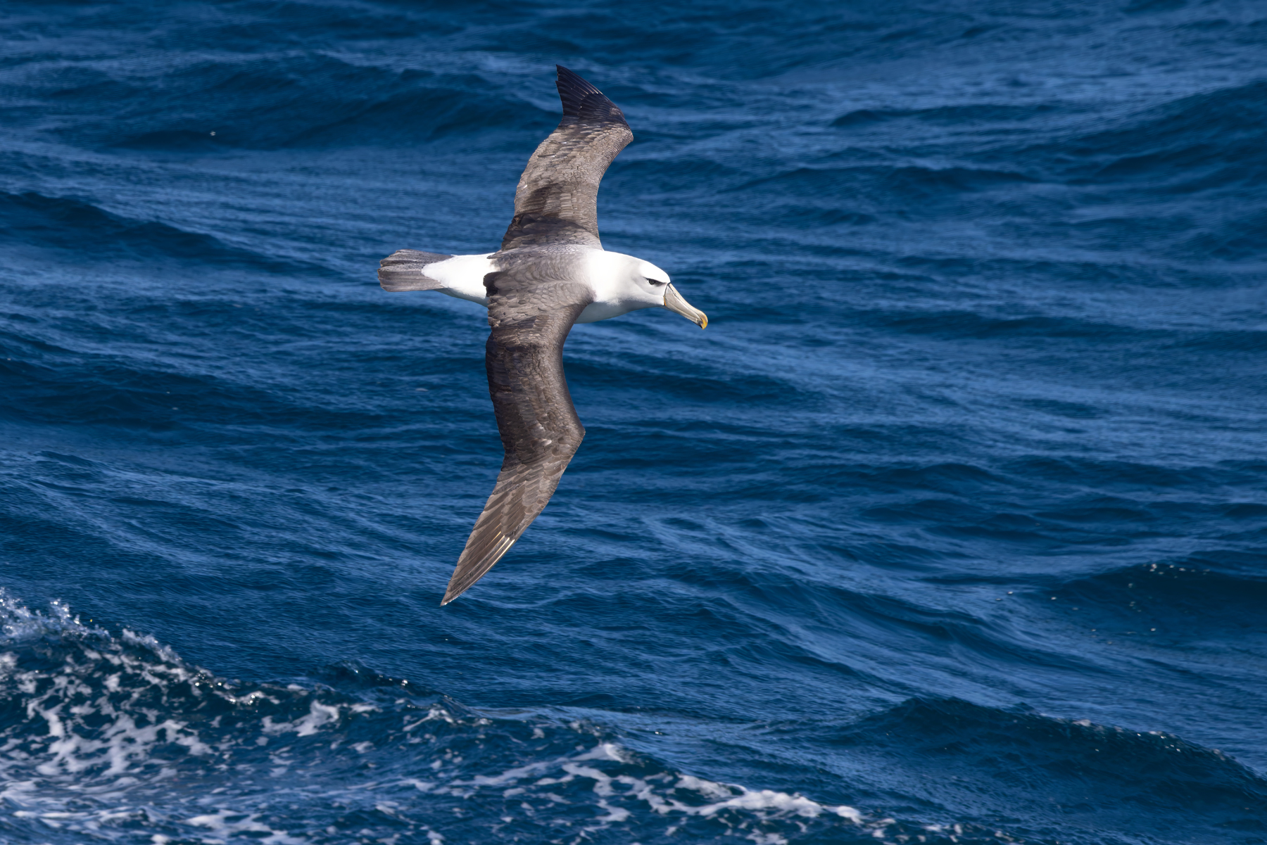 White-capped Albatross (image by Nik Borrow)