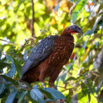 White-crested Guan (image by Leo Garrigues)