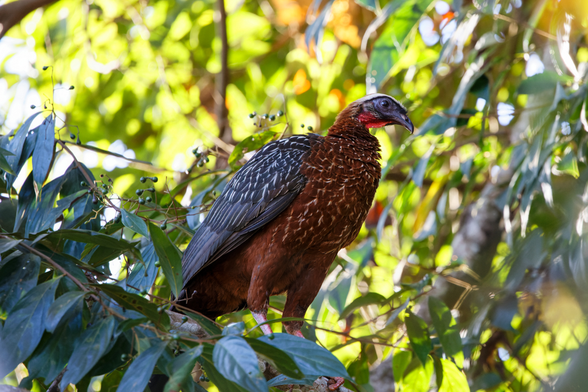 White-crested Guan (image by Leo Garrigues)