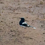 White-crowned Forktail (image by Andre Ambrose D'Penha)
