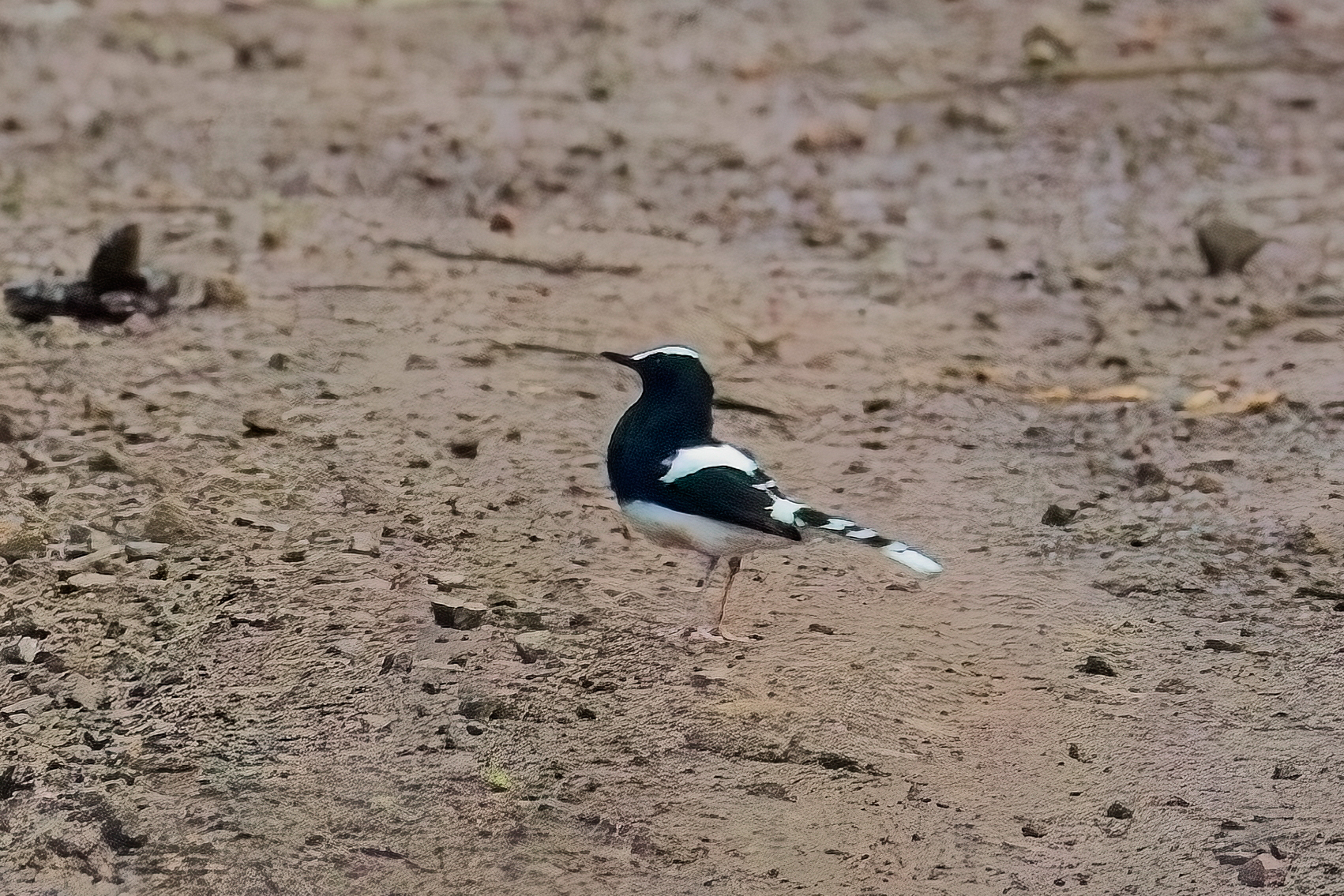 White-crowned Forktail (image by Andre Ambrose D'Penha)