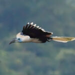 White-crowned Hornbill (image by Andre Ambrose D'Penha)