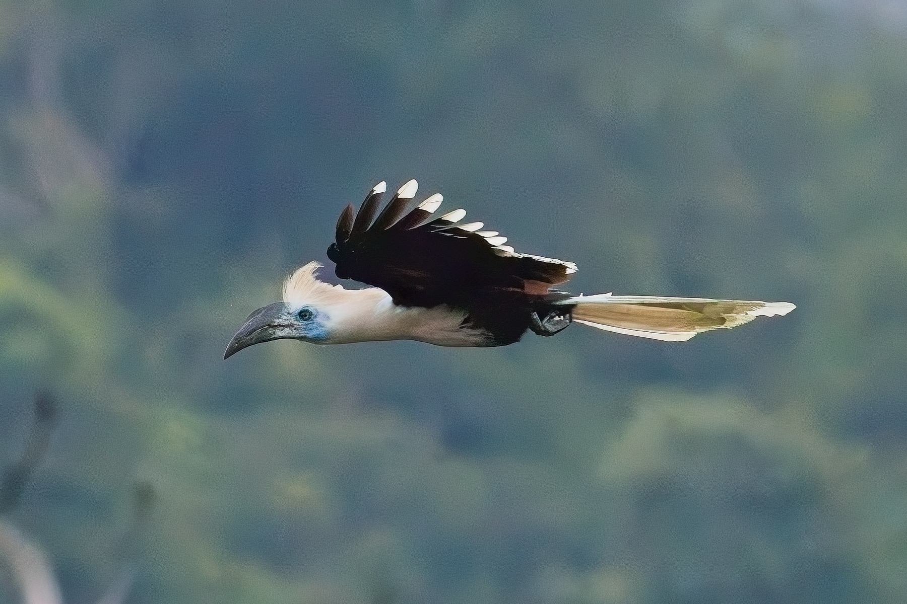 White-crowned Hornbill (image by Andre Ambrose D'Penha)