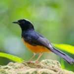 White-crowned Shama (image by Andre Ambrose D'Penha)