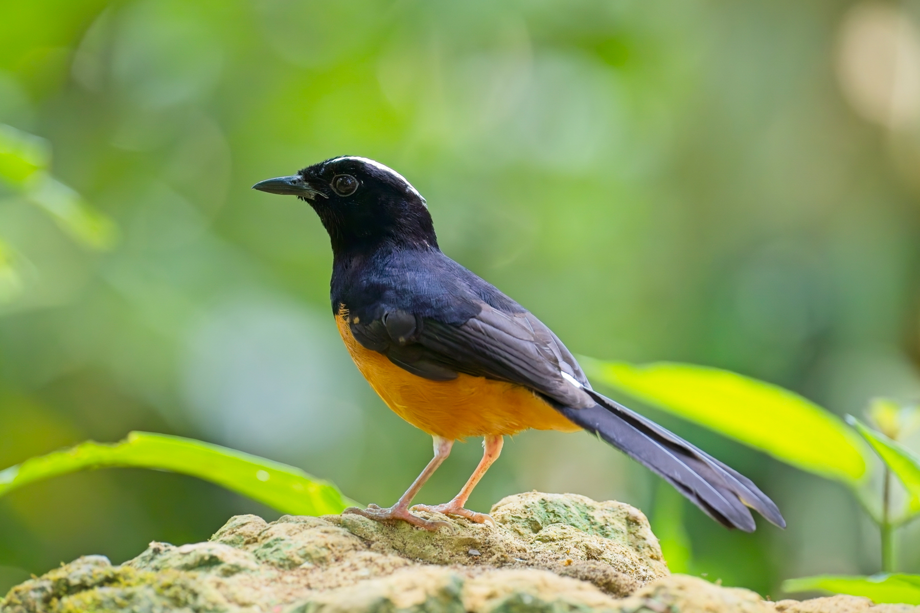 White-crowned Shama (image by Andre Ambrose D'Penha)