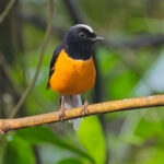 White-crowned Shama (image by Andre Ambrose D'Penha)