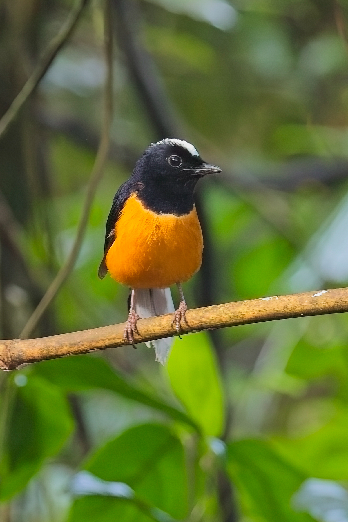 White-crowned Shama (image by Andre Ambrose D'Penha)