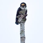 White-fronted Falconet (image by Andre Ambrose D'Penha)