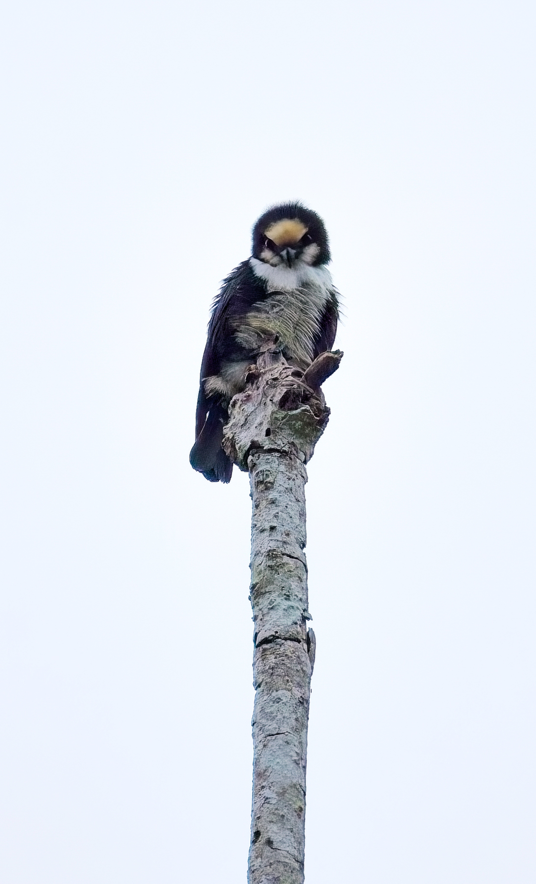 White-fronted Falconet (image by Andre Ambrose D'Penha)