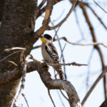 White-fronted Woodpecker (image by Paul McLelland)