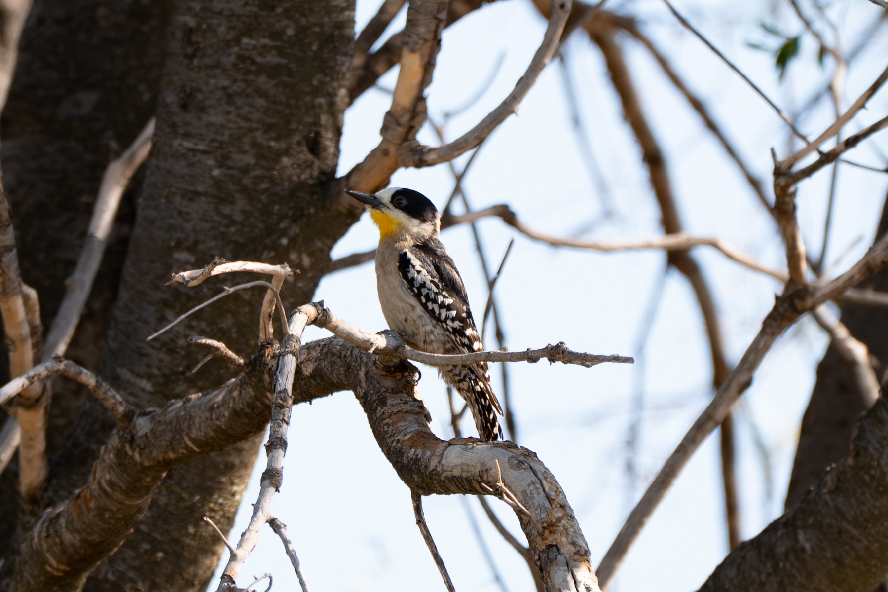 White-fronted Woodpecker (image by Paul McLelland)