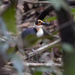 White-necked Rockfowl (image by Pete Morris)