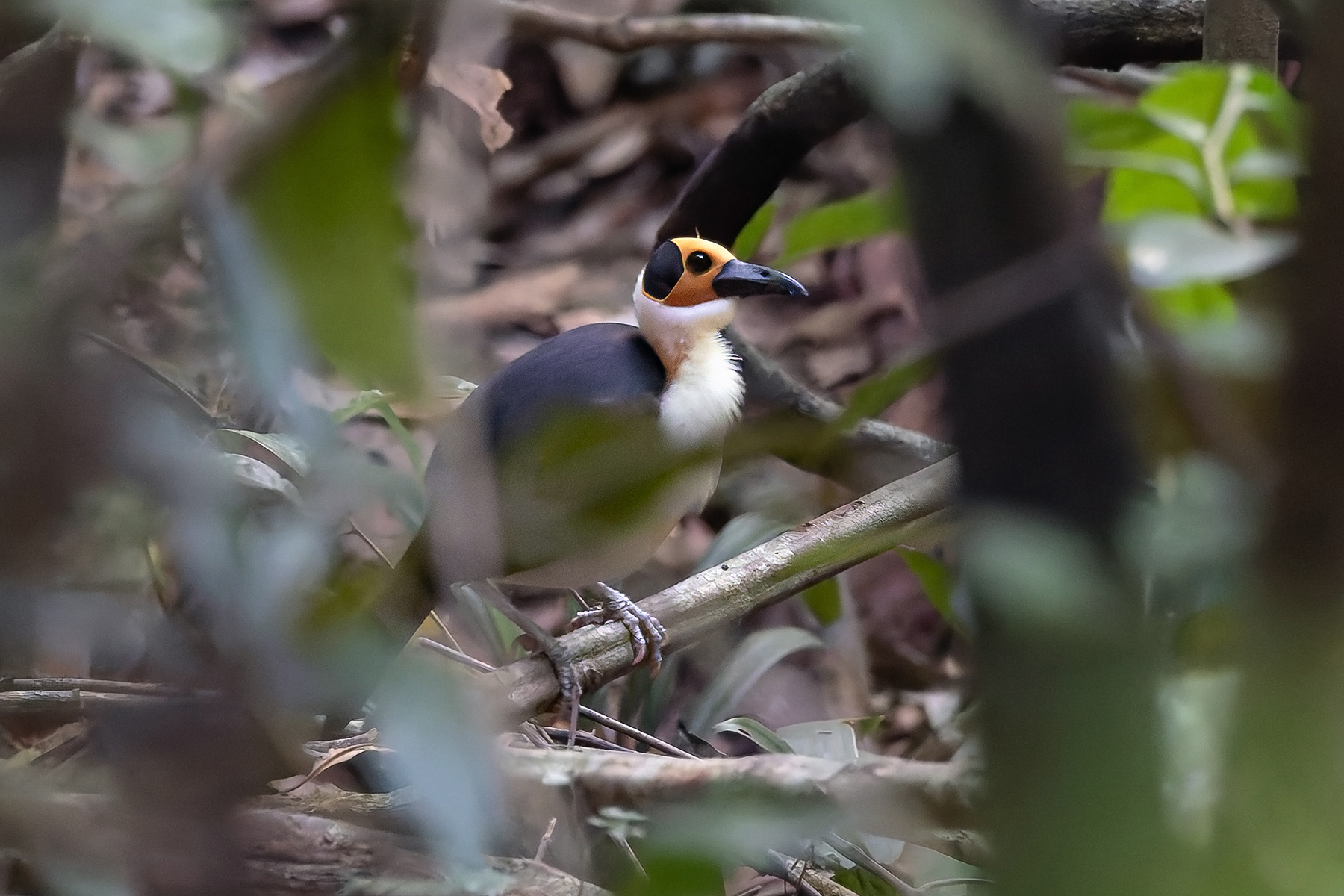 White-necked Rockfowl (image by Pete Morris)