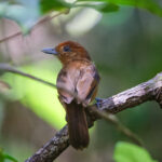 White-shouldered Antshrike (image by Leo Garrigues)