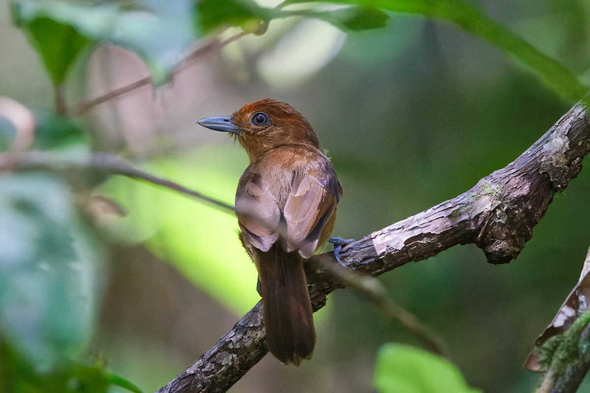 White-shouldered Antshrike (image by Leo Garrigues)