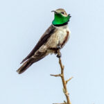 White-sided Hillstar (image by Petros Triantafyllis)