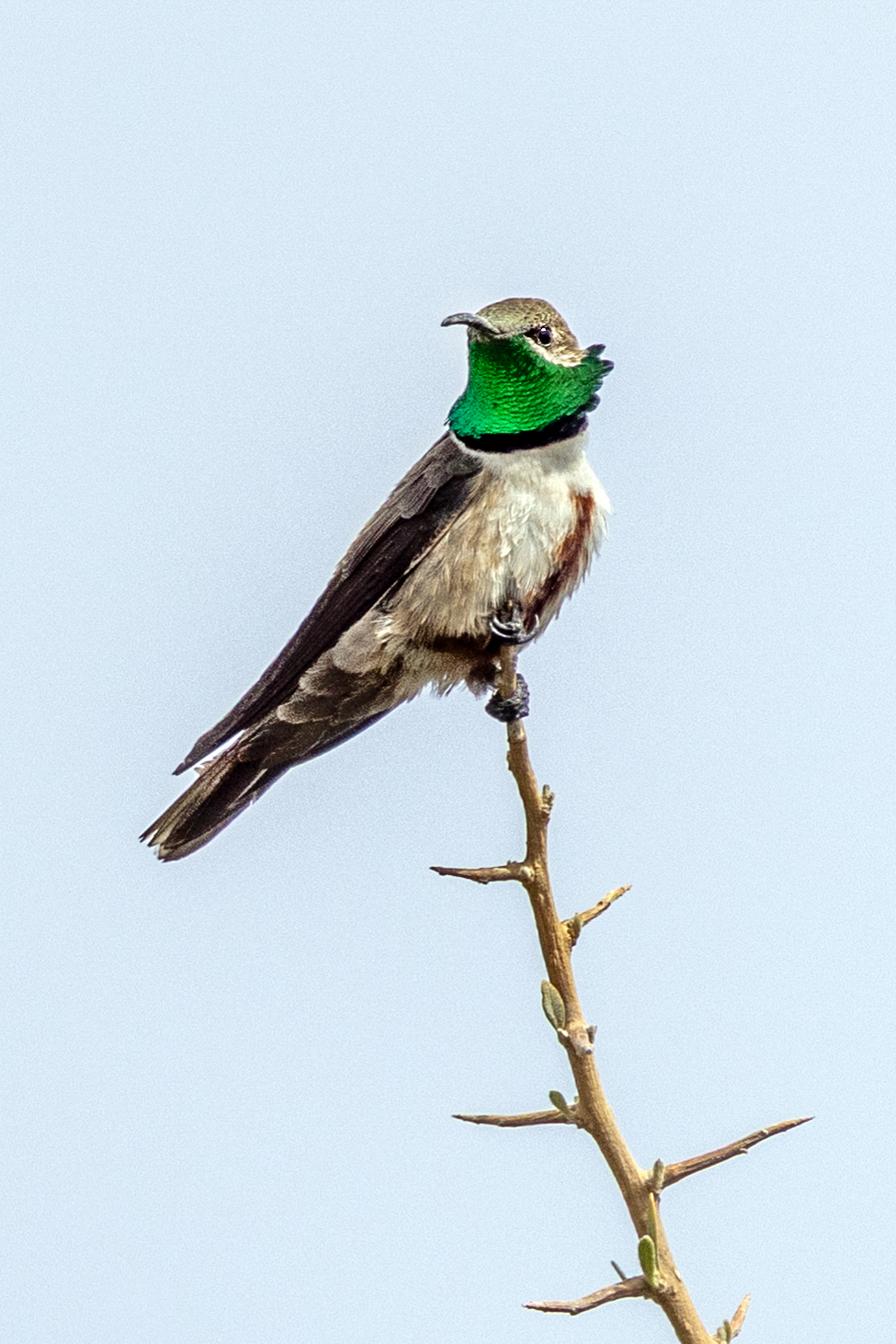 White-sided Hillstar (image by Petros Triantafyllis)
