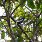 White-tailed Cotinga (image by Leo Garrigues)
