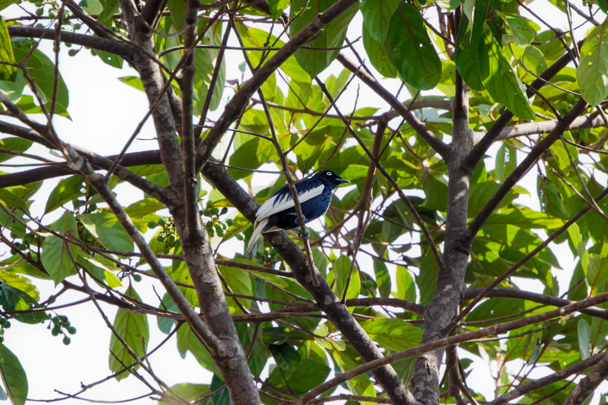 White-tailed Cotinga (image by Leo Garrigues)
