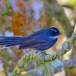 White-throated Fantail (image byAndre Ambrose D'Penha)
