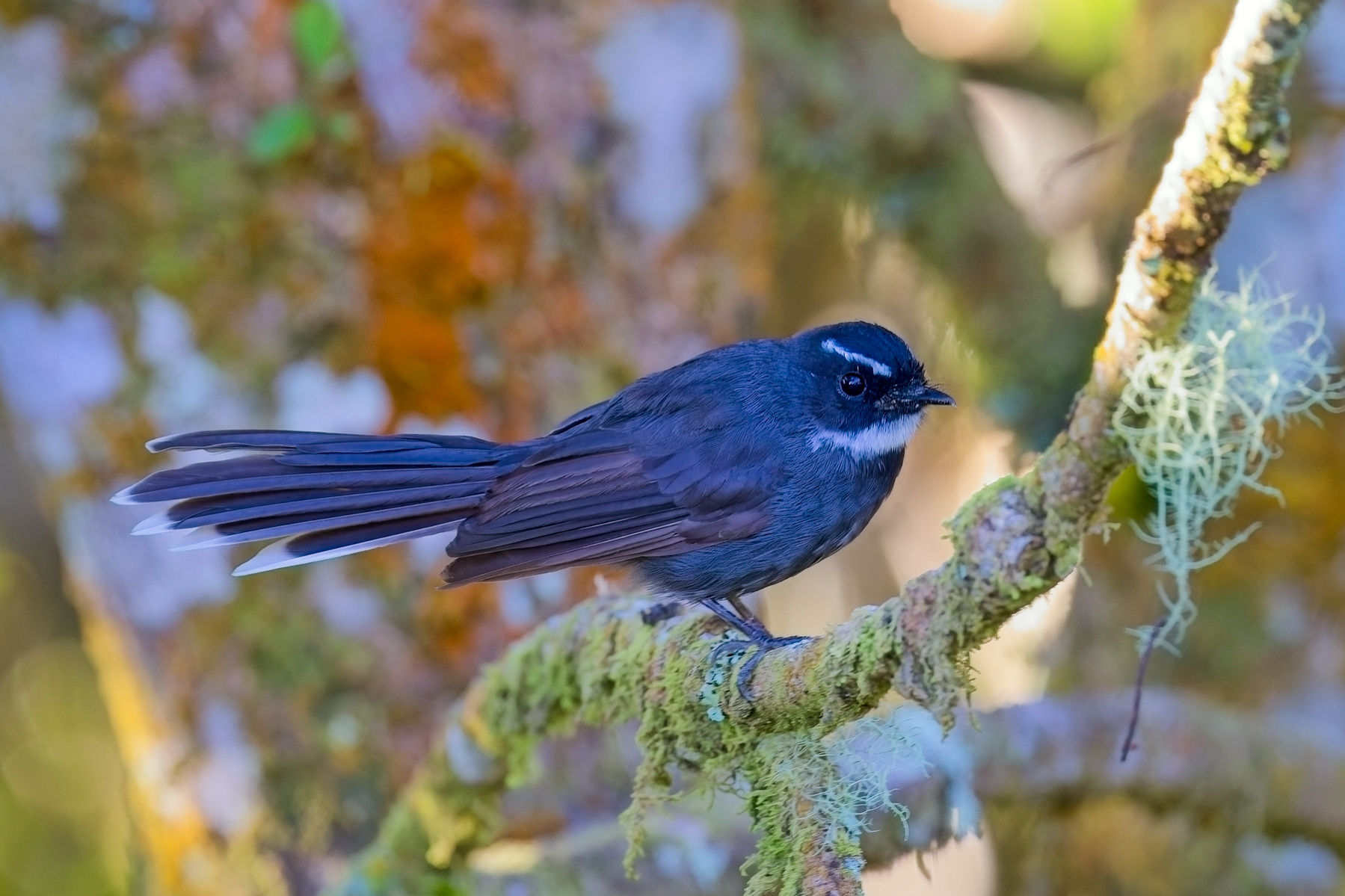 White-throated Fantail (image byAndre Ambrose D'Penha)