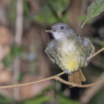 White-throated Greenbul (image by Pete Morris)