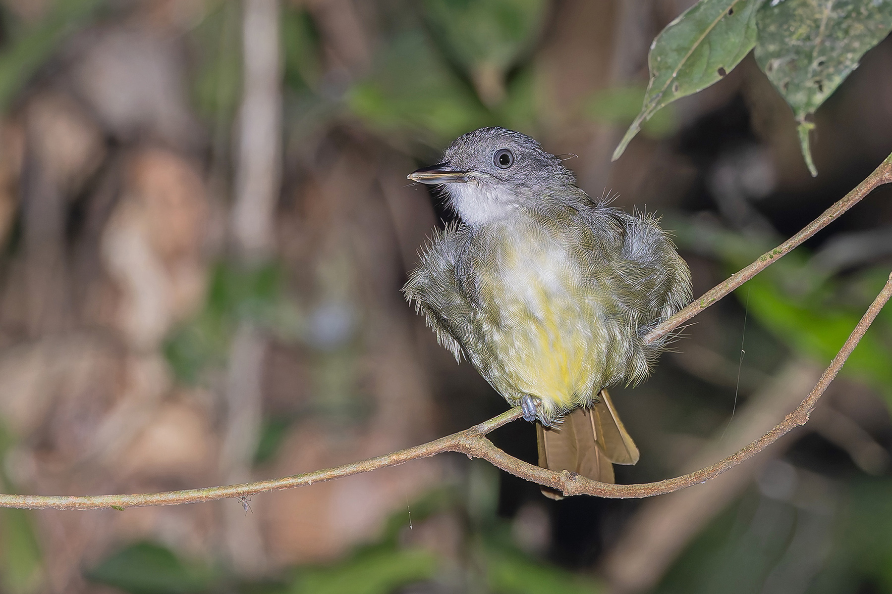 White-throated Greenbul (image by Pete Morris)